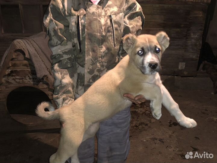 Щенки Среднеазиатская овчарка