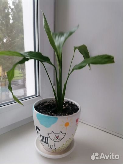 Спатифиллум