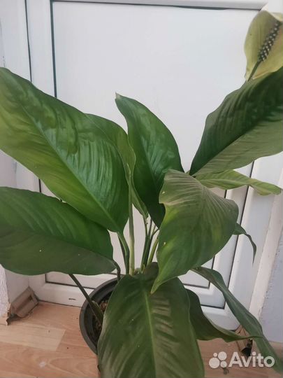 Спатифиллум