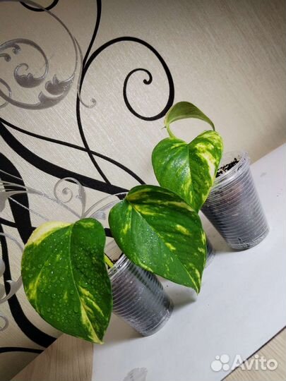 Сциндапсус, Эпипремнум