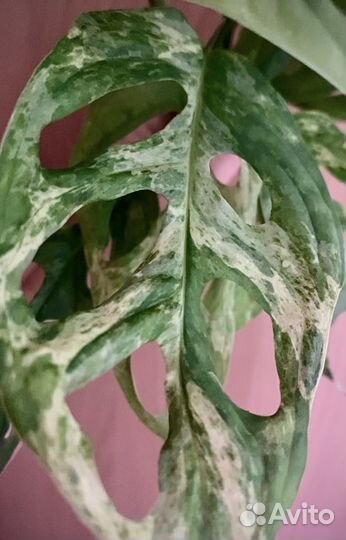 Монстера Адонсони Минт Индонезия