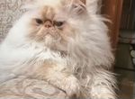 Персидский кот экстримал приглашает на вязку