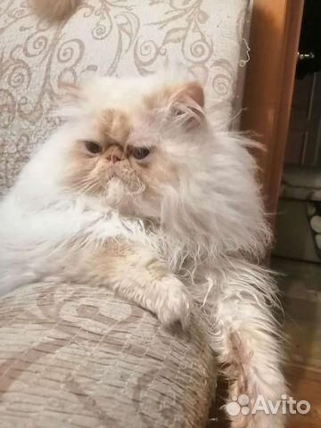 Персидский кот экстримал приглашает на вязку объявление продам