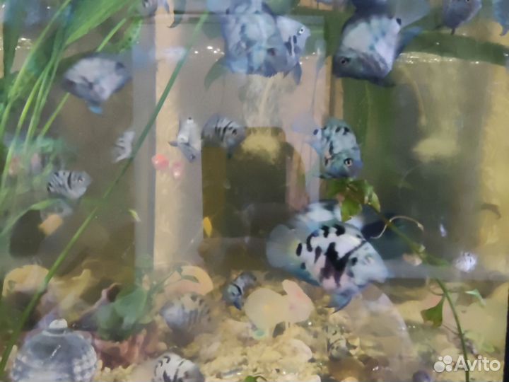 Аквариумные рыбки