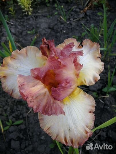 Ирисы бородатые