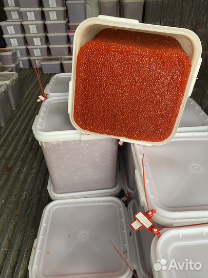 Икра кеты premium 2023