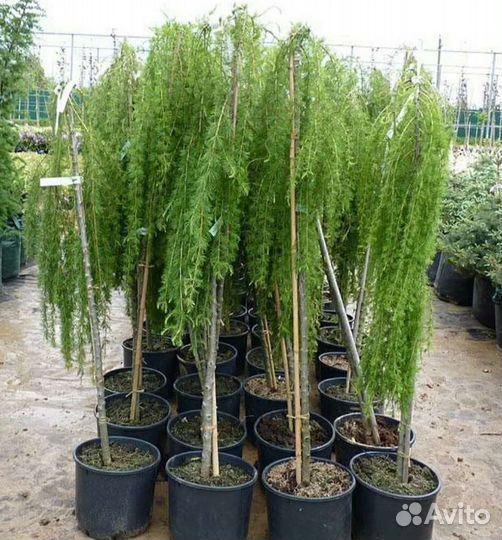 Лиственница пендула