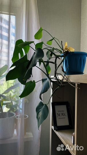 Монстеры, сингониум, банан, фикус, стапелия