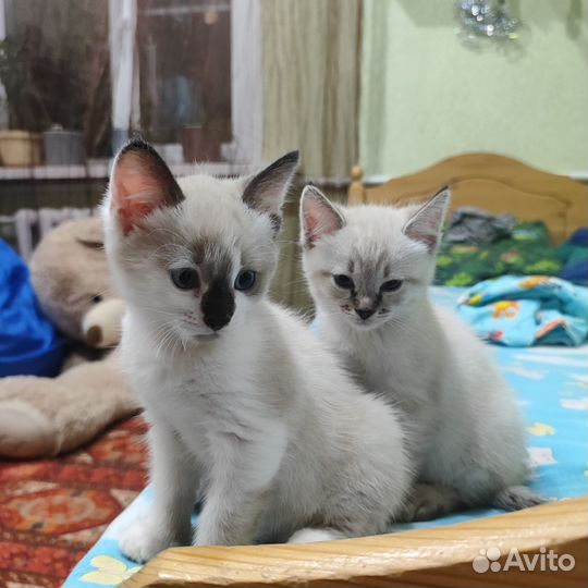 Британские котята