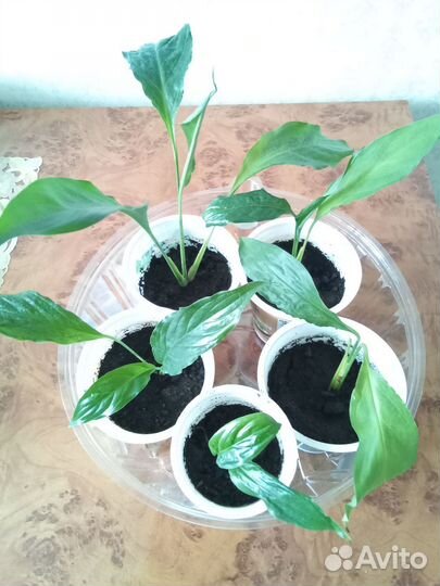 Комнатные растения - спатифиллум