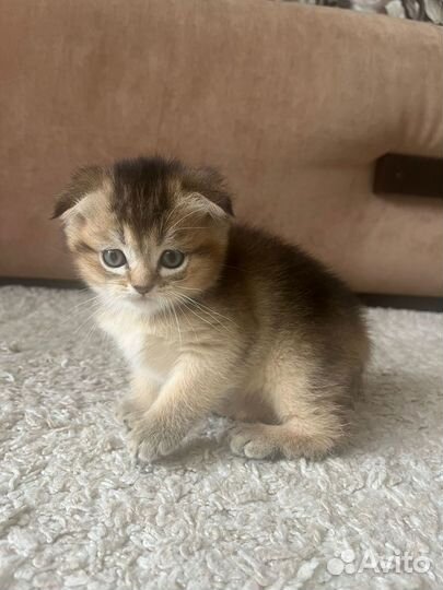 Шотландские котята