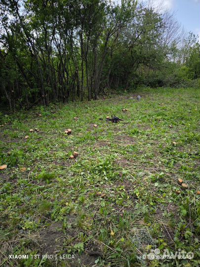 Покос травы триммером и спил деревьев