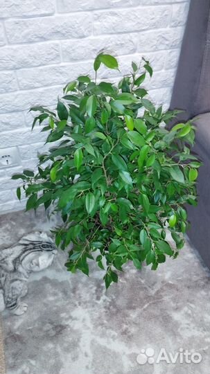 Фикус мелколистный, 75см