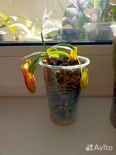 Непентес Reinwardtiana