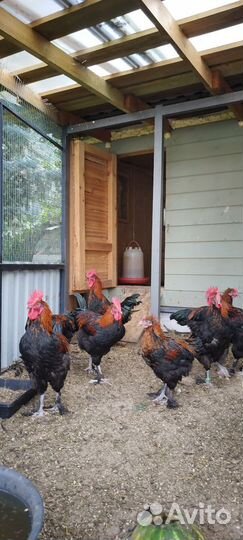 Петушки Маран черно медный