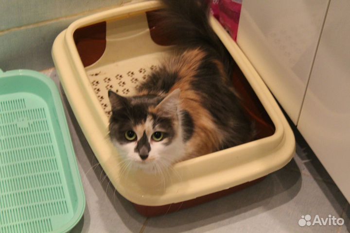 Трехцветная красавица Мара ищет новый дом