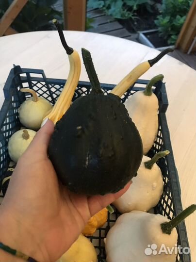 Тыква декоративная