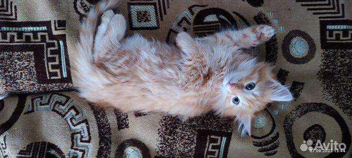 Рыжий котенок мальчик