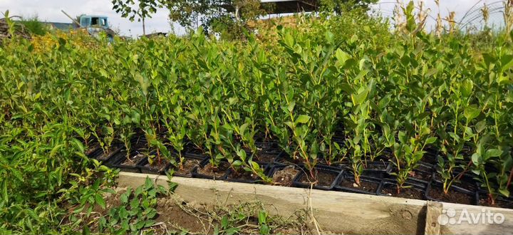 Черника сортовая