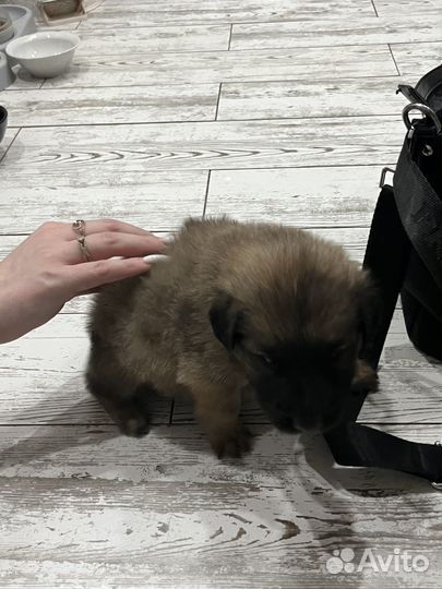 Мальчик, 2 месяца, очень ласковый, к лотку приучен