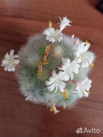 Кактусы и суккуленты