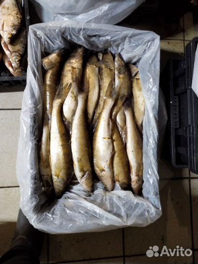 Свежая рыба судак,синец,плотва, чехонь