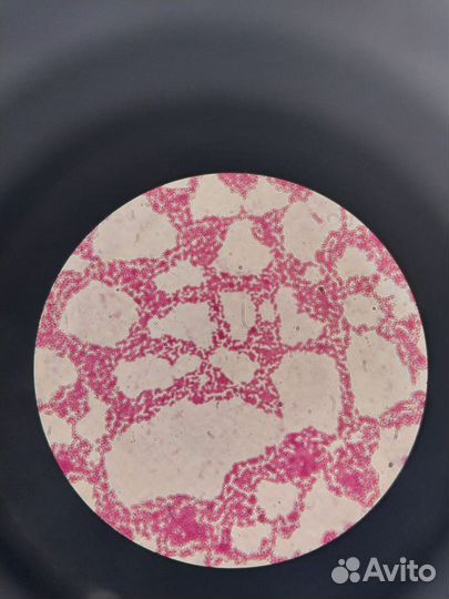 Репетитор по биологии и химии, математике