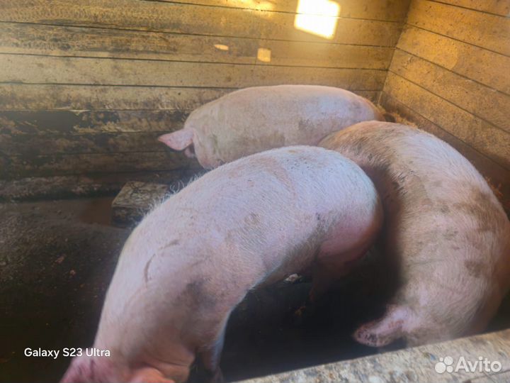 Свини домашние живым весом