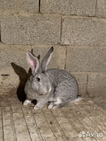 Кролики мясных пород