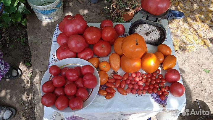 Семена помидор и перец