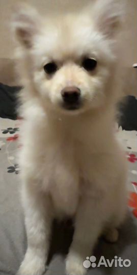 Продам шпица