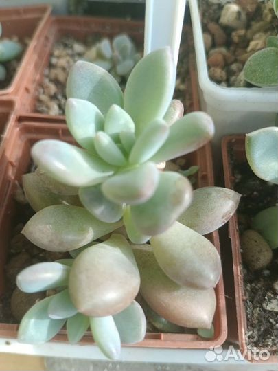 Суккуленты