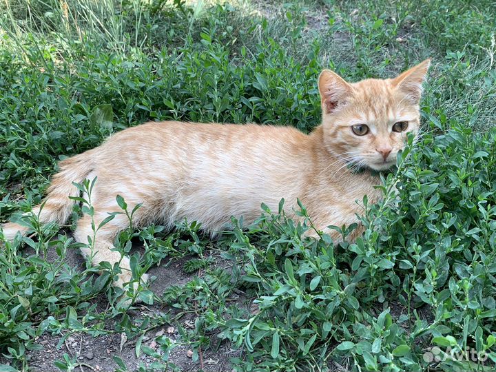 Кошечка в добрые руки)