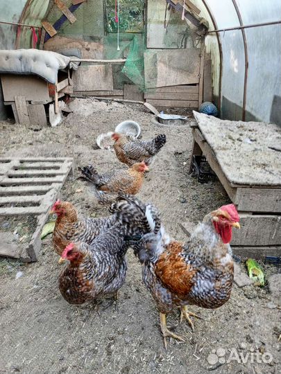 Семья билефельдеров