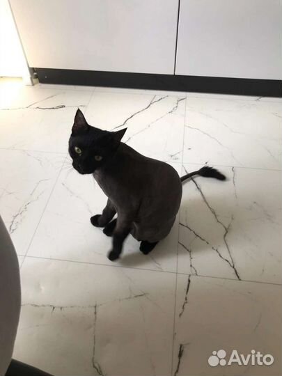 Кошка в дар бесплатно