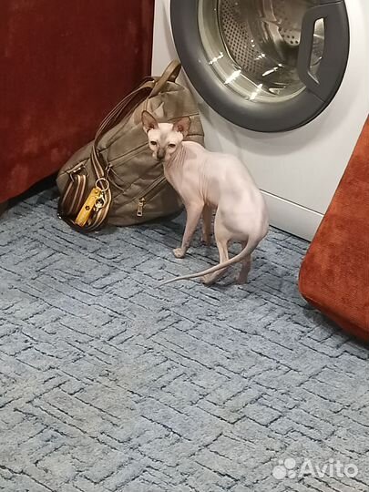 Сфинкс резинка