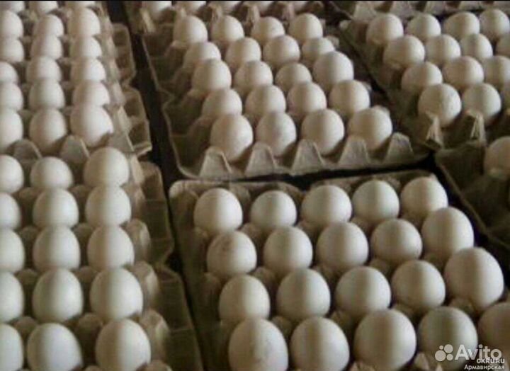 Инкубационное яйцо утки мулард