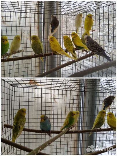 Попугай полуЧехи 2-3 мес