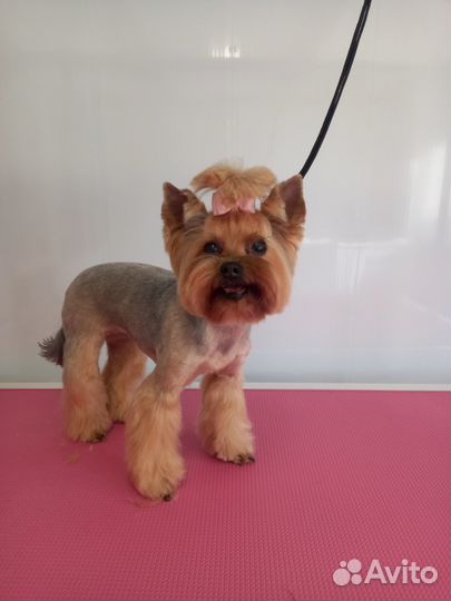 Стрижка собак Северная Гора