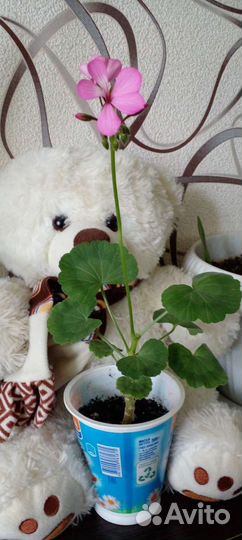 Комнатные цветы