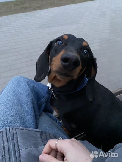 Выгульщик собак