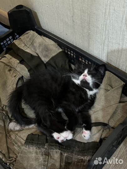 Котята в добрые руки приучены к лотку