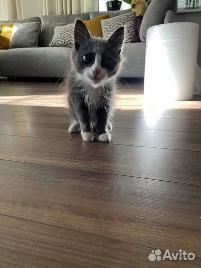 Котик слепой