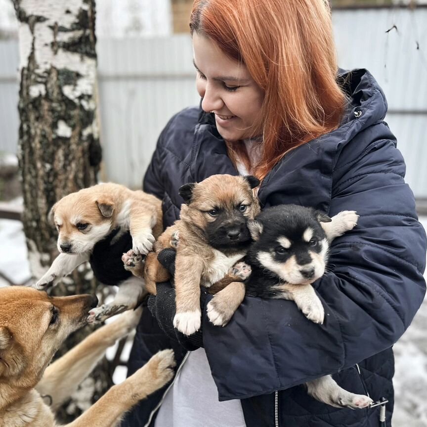 Щенки в добрые руки