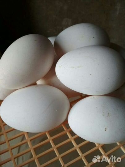 Яйцо инкубационное гусиное