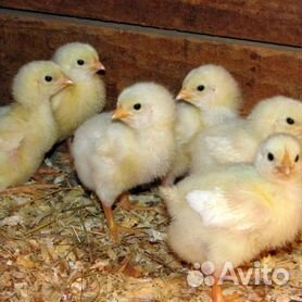 Купить и продать МЯСО куриц в Воронеже | Частные объявления
