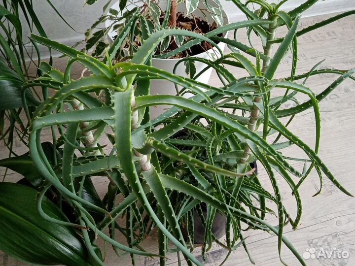 Фикус, алоэ