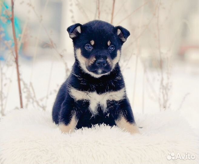 Щенок в добрые руки