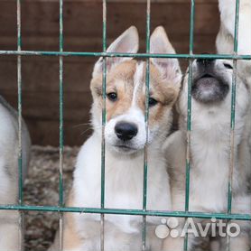 Вольер для собаки для улицы для лайки - цена