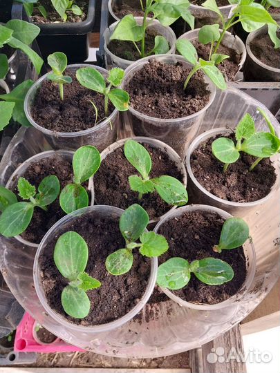 Рассада цветов